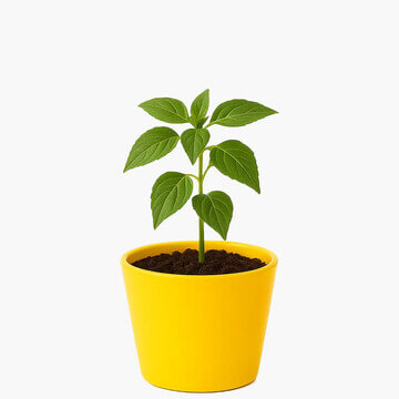 Store as a Service (SAAS)